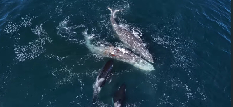 Bálnákat támadott meg egy csapat kardszárnyú delfin – videó