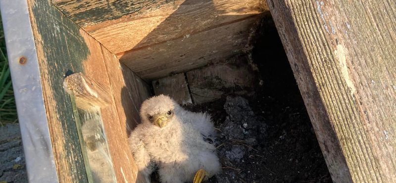 Óriási pusztítást végzett a jászsági ítéletidő a kék és a vörös vércsék között