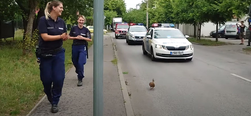 Videó: Rendőri felvezetéssel kísérték a kőbányai tóhoz a megmentett kacsacsaládot