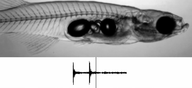 Létezik egy 12 mm hosszú hal, amelynek olyan erős hangja van, mint egy repülőgép hajtóművének