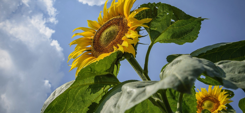 Lassan tényleg visszatér a nyár