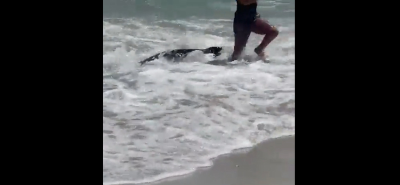 Strandolókat terrorizált egy kisfóka – videó