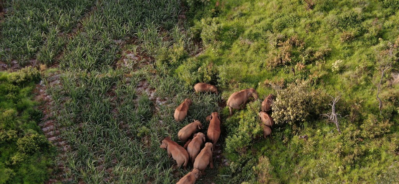 Eltemetik halottaikat az ázsiai elefántok