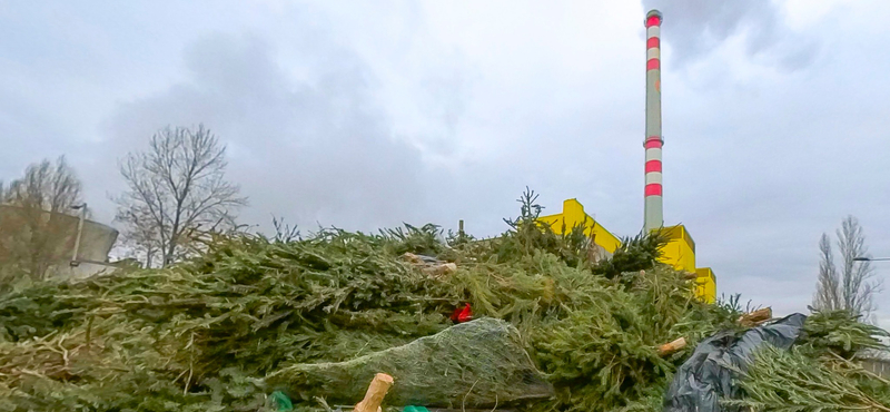 Villamosenergiát állítanak elő a kidobott karácsonyfákból Budapesten