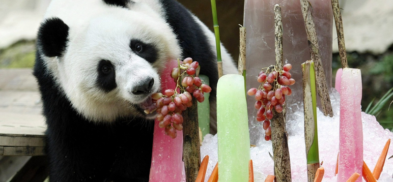 Fél évig ünneplik majd a legidősebb panda születésnapját Kínában