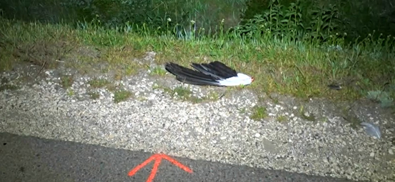 Gólyával ütközött, meghalt egy motoros Hódmezővásárhelynél