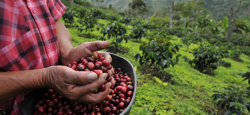 A Nespresso bejelentette, hogy 2 éven belül karbonsemleges lesz minden csésze kávéja