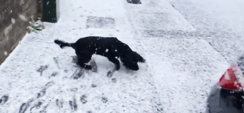 Először lát havat a kutya, a lelkesedése pedig elképesztő – videó