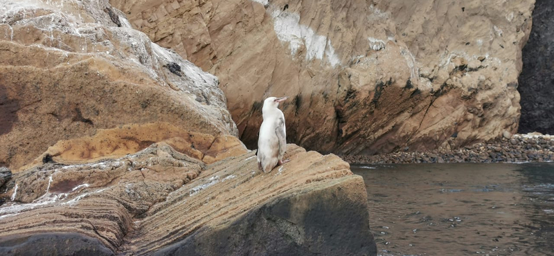 Ritka fehér pingvint láttak a Galápagos-szigeteken – videó