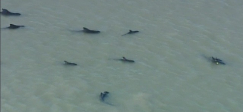 Videó: tömegével vetődtek partra delfinek Floridában