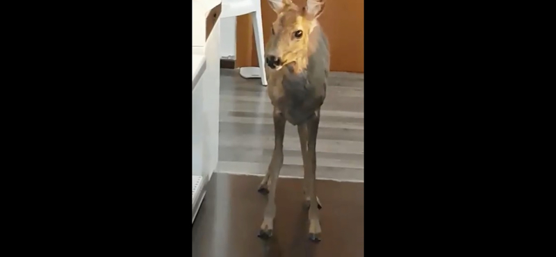 Bambi lement kenyérért