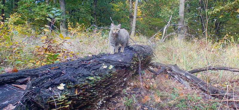 Fokozottan védett vadmacska vizsgálta meg alaposan a nemzeti park kameráját a Börzsönyben – videó