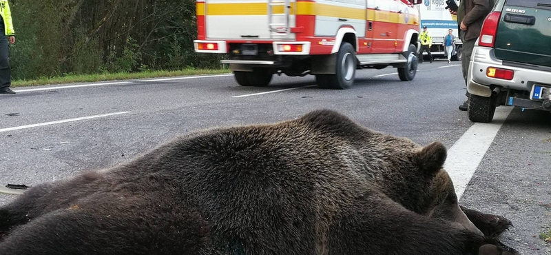 Medvét ütött el egy autó Szlovákiában, egy ember meghalt