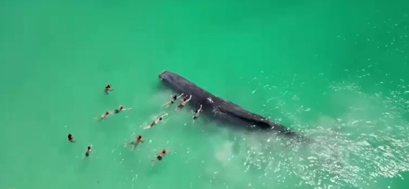 Hatalmas bálna úszott a strandon fürdőzőkhöz, majd hagyta, hogy megsimogassák – videó