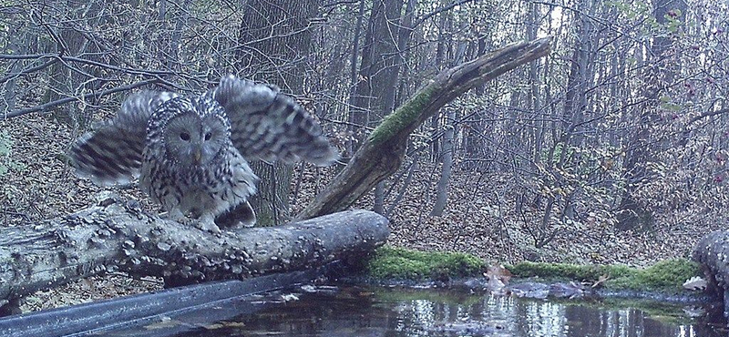 Óriási vendégbagoly bukkant fel a Mecsekben