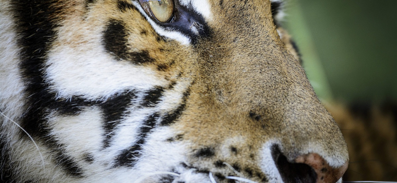 Tigris támadott meg egy férfit egy Bács-Kiskun megyei magánállatkertben