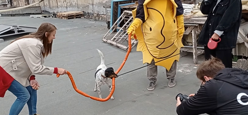 Szalagátrágást tartottak a Kétfarkúak kutyával és napocskával – videó