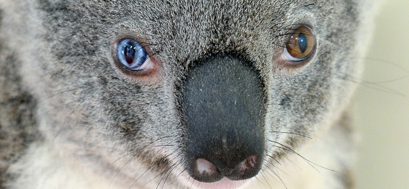 Drónokkal figyelik a koalákat Ausztráliában