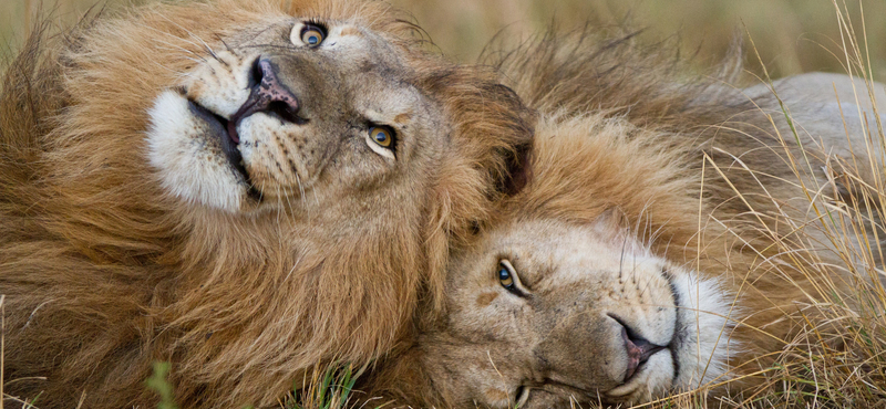 Fél tucat oroszlán megszökött egy nemzeti parkból és háziállatokra támadt