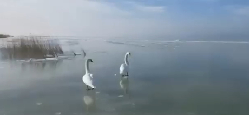 Balatonba fagyott hattyúkhoz riasztották a vízimentőket több helyen is – videó