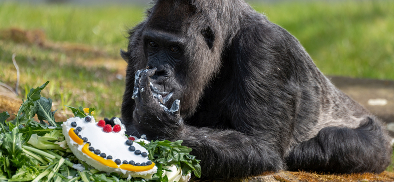 Tortával ünnepelte a születésnapját a világ legidősebb gorillája