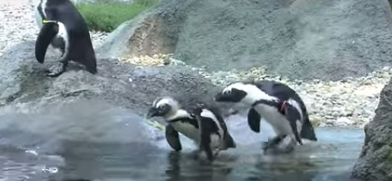 Nemcsak a hőség, ez a cukiság is leteríti majd – videó