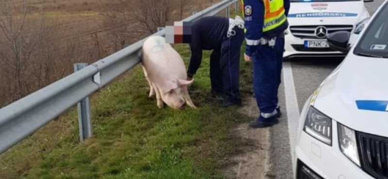 Megmenekült az autópályához tévedt disznó, de aztán levágták