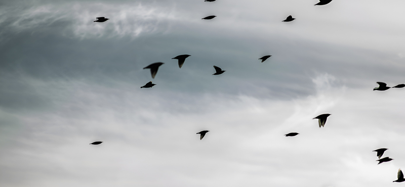 ¿Por qué las aves migratorias no sufren de desfase horario?