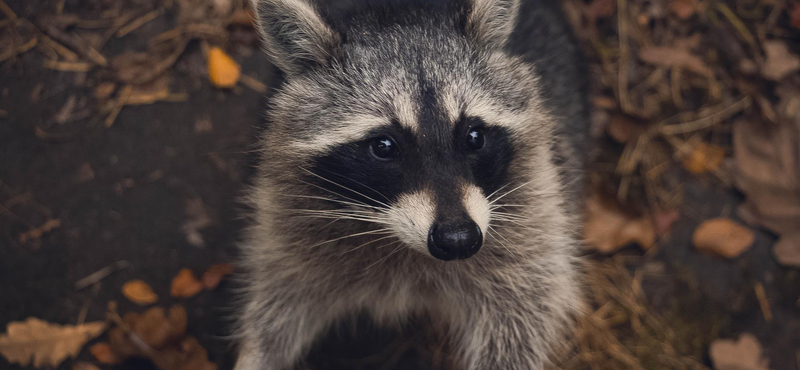 Kattant mosómedvék rémisztgetik az embereket Ohióban