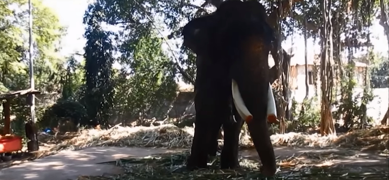 Videón az évtizedekig láncon tartott elefánt első szabad lépései