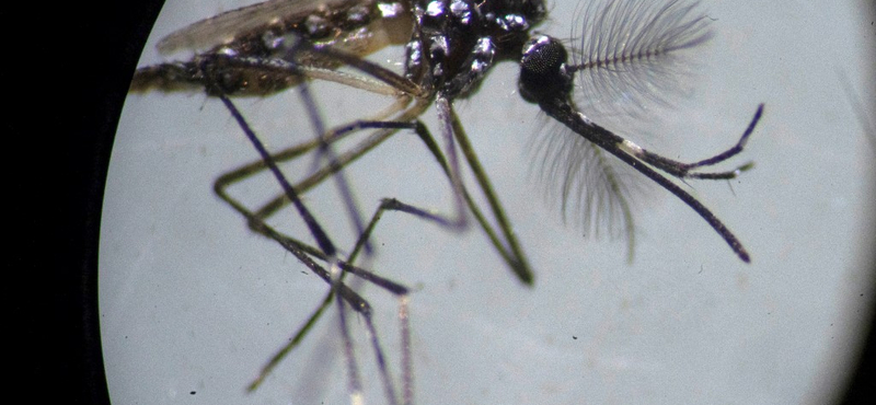 Génmódosított szúnyogokkal küzdenek a Dengue-láz ellen Brazíliában
