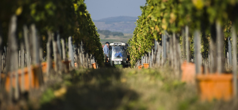 Elfagyott a tokaji szőlő húsz százaléka 