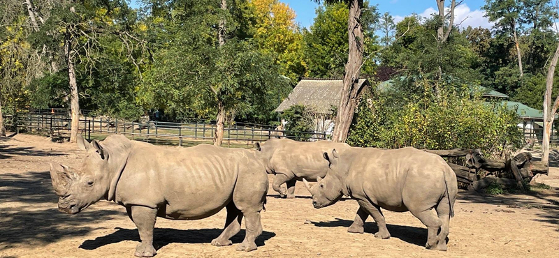 Szélesszájú orrszarvú érkezett a Nyíregyházi Állatpark rinocéroszháremébe – videó