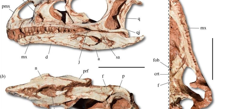 Nagyon furcsa dinoszaurusz maradványait tárták fel Brazíliában