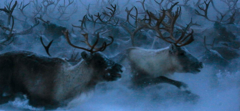 Megnyomta a vészcsengőt a WWF az Északi-sarkvidéken a rénszarvasok miatt