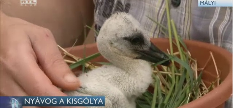 Igazi kelepelőbajnok az Erdőtelken megmentett kisgólya - videó