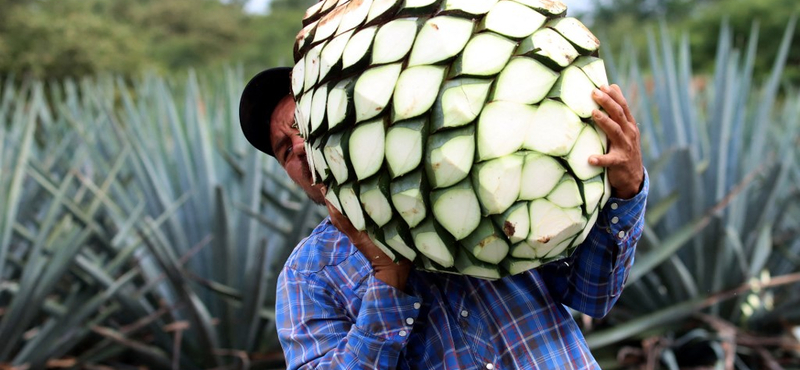 Annyira fogy a tequila Európában, hogy agavehiány alakult ki