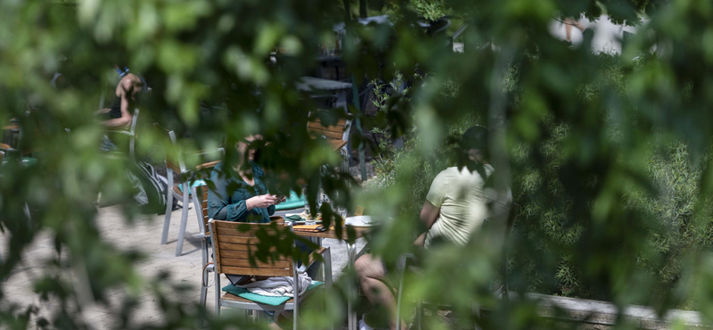 A főtájépítész szerint Budapest fáinak 80 százaléka beteg