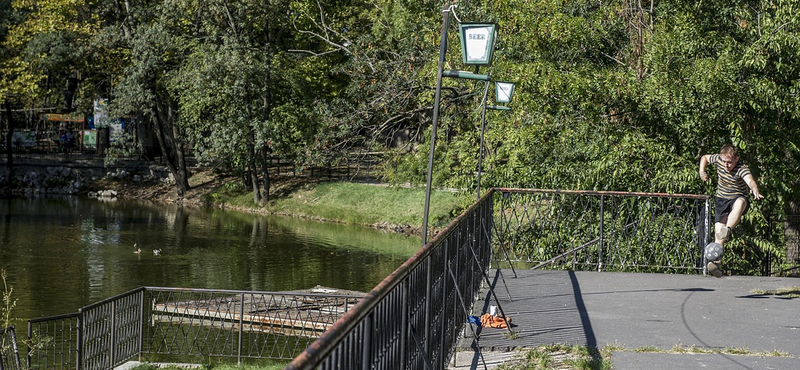 Megmenekülhetnek az Orczy-kert fái