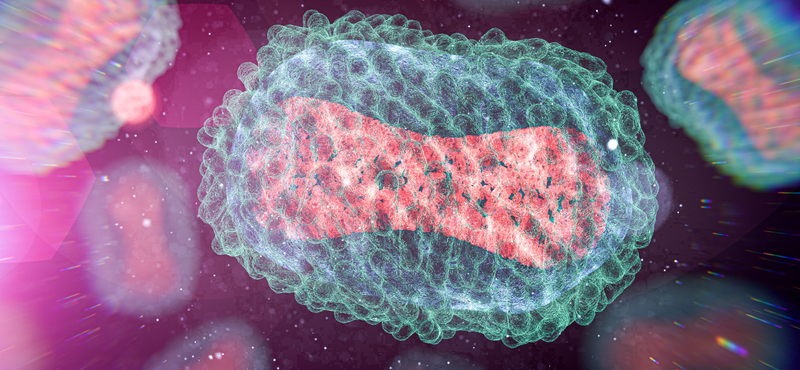 A WHO szerint indokolt a szükséghelyzet fenntartása a majomhimlő miatt