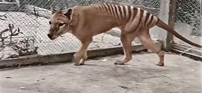 85 év után, meglepő helyen találták meg az utolsó tasmán tigris elveszettnek hitt maradványait