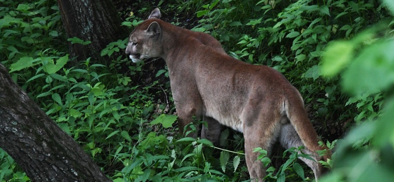 Puma sétált be egy osztályterembe Kaliforniában