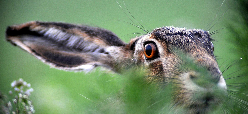 Lefotózták, ahogy parlagi sasra támadt a vakmerő mezei nyúl