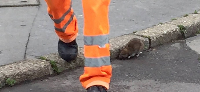 Több pénzt kaphat patkányirtásra a főváros