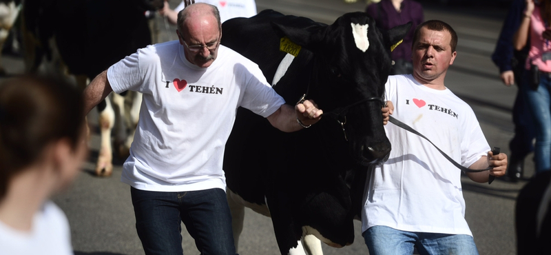 Tehénmenet után: ideiglenes rendkívüli támogatást kapnak a tejtermelők