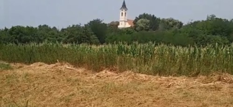 Majdnem kiszáradt a Hajta-patak, de van még benne élet, például egy sérült páncélú teknős - videó