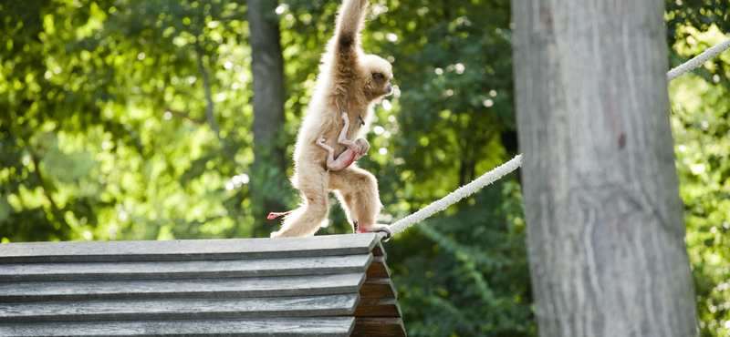 Ezért van hosszú karja a gibbonoknak