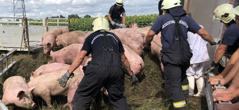 Húsz sertés pusztult el, amikor felborult egy nyerges vontató 