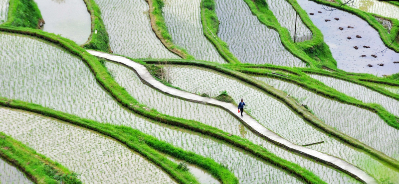 Globális rizshiány fenyeget