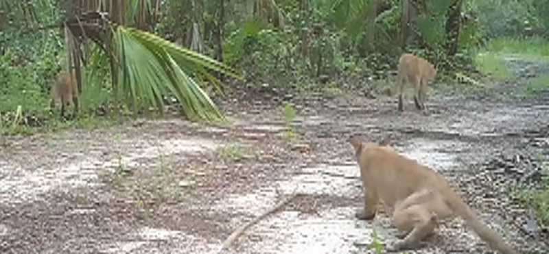 Rejtélyes idegrendszeri betegség miatt támolyognak az állatok Floridában – videó